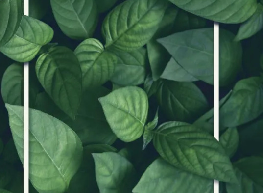 IFMA and Sustainability: Initiatives & Opportunities